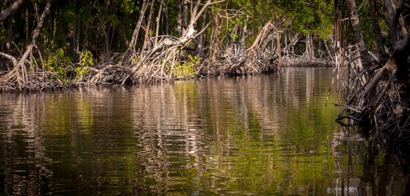 The Everglades, USA